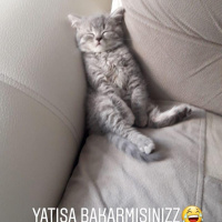 British Shorthair, Kedi  Üzüm fotoğrafı