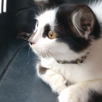 Tekir Kedi, Kedi  Badem fotoğrafı