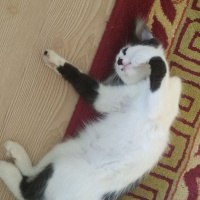 Tekir Kedi, Kedi  Badem fotoğrafı