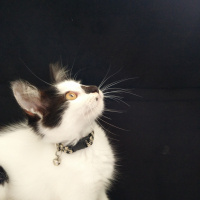 Tekir Kedi, Kedi  Badem fotoğrafı