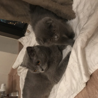 Scottish Fold, Kedi  EYŞAN fotoğrafı