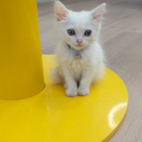 Chinchilla, Kedi  Hiva fotoğrafı