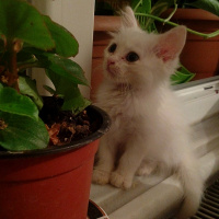 Chinchilla, Kedi  Hiva fotoğrafı