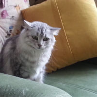 Tekir Kedi, Kedi  Celse fotoğrafı