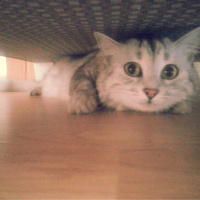 Tekir Kedi, Kedi  Celse fotoğrafı