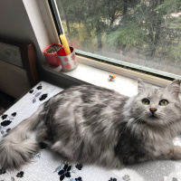 Tekir Kedi, Kedi  Celse fotoğrafı