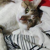 Tekir Kedi, Kedi  Misket fotoğrafı