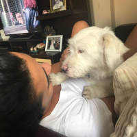 Maltese, Köpek  deo fotoğrafı