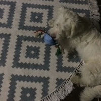 Maltese, Köpek  deo fotoğrafı