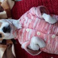 Jack Russell Terrier, Köpek  badi fotoğrafı