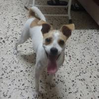 Jack Russell Terrier, Köpek  badi fotoğrafı