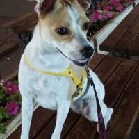 Jack Russell Terrier, Köpek  badi fotoğrafı