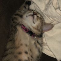 Tekir Kedi, Kedi  Müjgan fotoğrafı