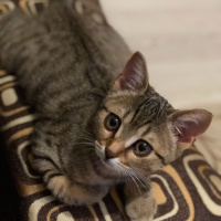 Tekir Kedi, Kedi  Müjgan fotoğrafı