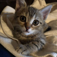 Tekir Kedi, Kedi  Müjgan fotoğrafı