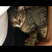 Tekir Kedi, Kedi  Müjgan fotoğrafı