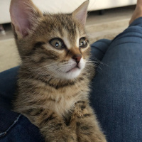 Tekir Kedi, Kedi  Müjgan fotoğrafı