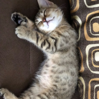 Tekir Kedi, Kedi  Müjgan fotoğrafı