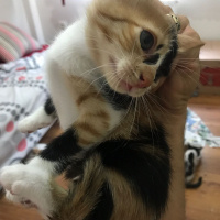 Tekir Kedi, Kedi  Sakız fotoğrafı