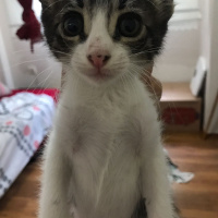 Tekir Kedi, Kedi  Sakız fotoğrafı