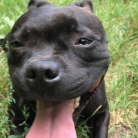 Amerikan Pitbull Terrier, Köpek  Julıa fotoğrafı