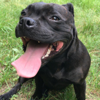 Amerikan Pitbull Terrier, Köpek  Julıa fotoğrafı