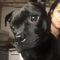 Avustralya Terrier, Köpek  Mıya fotoğrafı