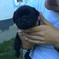 Avustralya Terrier, Köpek  Mıya fotoğrafı