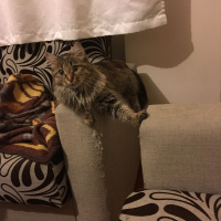 Tekir Kedi, Kedi  Muffin fotoğrafı