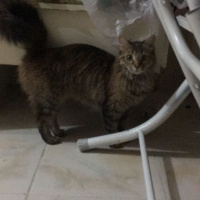 Tekir Kedi, Kedi  Muffin fotoğrafı