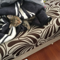 Tekir Kedi, Kedi  Muffin fotoğrafı