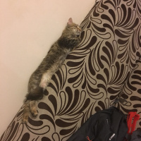 Tekir Kedi, Kedi  Muffin fotoğrafı
