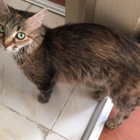 Tekir Kedi, Kedi  Muffin fotoğrafı