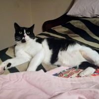 Tuxedo (Smokin) Kedi, Kedi  Vecihi fotoğrafı