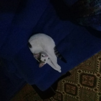 Tekir Kedi, Kedi  Pamuk fotoğrafı