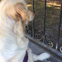 Golden Retriever, Köpek  Mia fotoğrafı