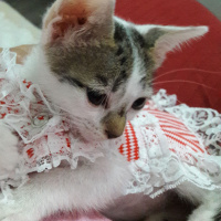 Soke, Kedi  Misket fotoğrafı
