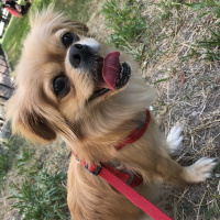Pekingese, Köpek  Doris fotoğrafı