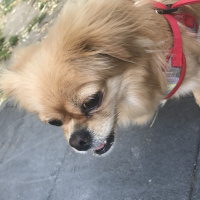 Pekingese, Köpek  Doris fotoğrafı