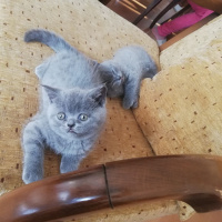 Scottish Fold, Kedi  İkizler fotoğrafı