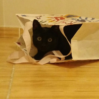 Tekir Kedi, Kedi  Ramiz fotoğrafı
