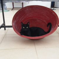 Tekir Kedi, Kedi  Ramiz fotoğrafı