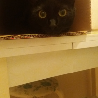 Tekir Kedi, Kedi  Ramiz fotoğrafı