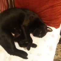 Tekir Kedi, Kedi  Ramiz fotoğrafı