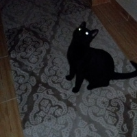 Tekir Kedi, Kedi  Ramiz fotoğrafı