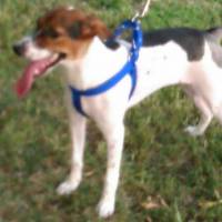 Jack Russell Terrier, Köpek  ÇAKIL fotoğrafı