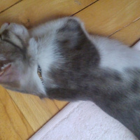 Brazilian Shorthair, Kedi  Baliş fotoğrafı