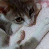Brazilian Shorthair, Kedi  Baliş fotoğrafı