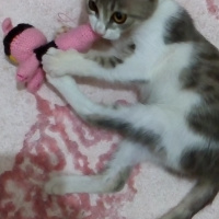 Brazilian Shorthair, Kedi  Baliş fotoğrafı