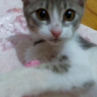 Brazilian Shorthair, Kedi  Baliş fotoğrafı